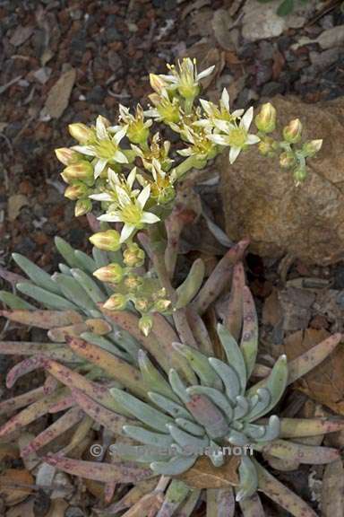 dudleya virens ssp hassei 1 graphic